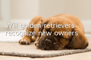 Will golden retrievers recognize new owners?