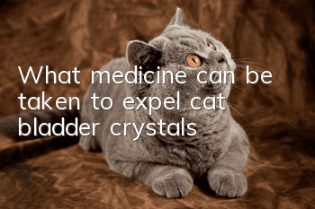 What medicine can be taken to expel cat bladder crystals?
