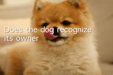 Does the dog recognize its owner?