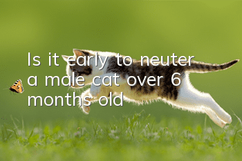 Is it early to neuter a male cat over 6 months old?
