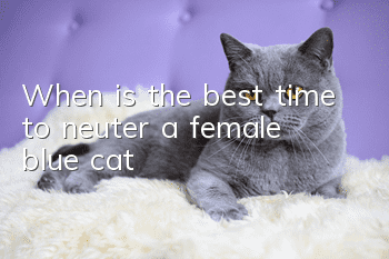 When is the best time to neuter a female blue cat?
