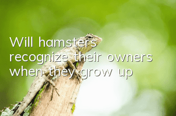 Will hamsters recognize their owners when they grow up?