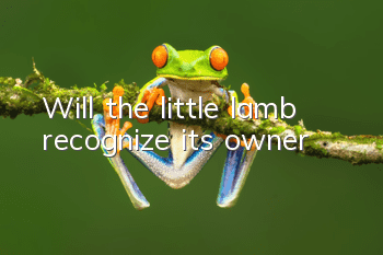 Will the little lamb recognize its owner?