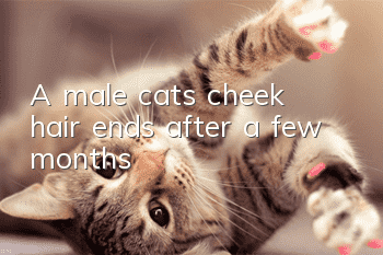 A male cat’s cheek hair ends after a few months