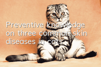 Preventive knowledge on three common skin diseases in cats!