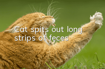 Cat spits out long strips of feces