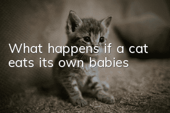 What happens if a cat eats its own babies?