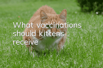 What vaccinations should kittens receive?