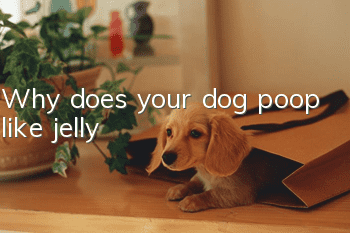 Why does your dog poop like jelly?