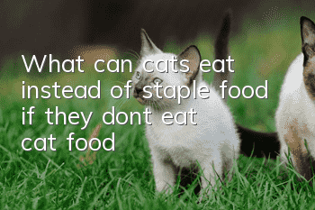 What can cats eat instead of staple food if they don’t eat cat food?