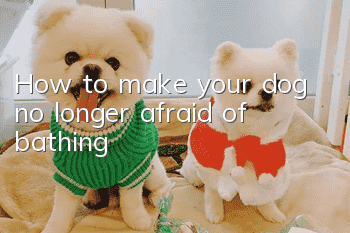 How to make your dog no longer afraid of bathing