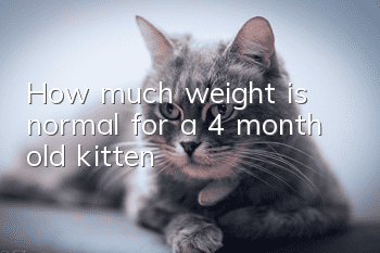 How much weight is normal for a 4 month old kitten?