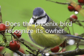 Does the phoenix bird recognize its owner?