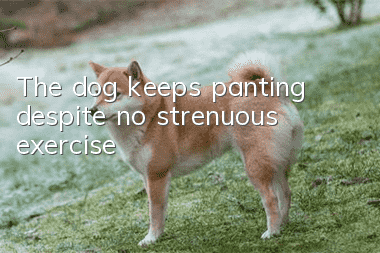 The dog keeps panting despite no strenuous exercise