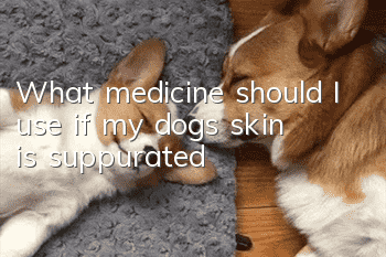 What medicine should I use if my dog’s skin is suppurated?