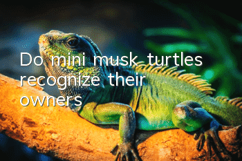 Do mini musk turtles recognize their owners?
