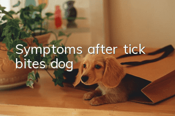 Symptoms after tick bites dog