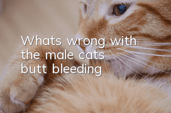 What's wrong with the male cat's butt bleeding?