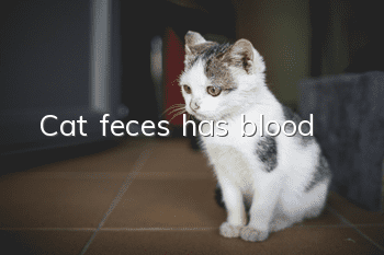 Cat feces has blood