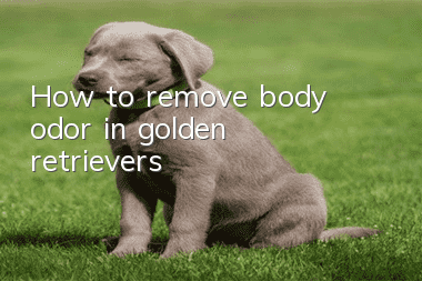 How to remove body odor in golden retrievers
