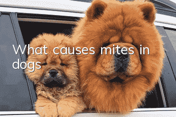What causes mites in dogs