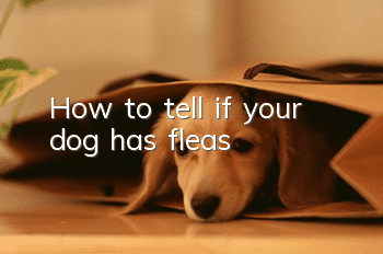 How to tell if your dog has fleas