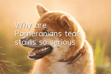 Why are Pomeranian's tear stains so serious?