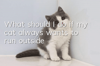 What should I do if my cat always wants to run outside?