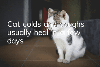 Cat colds and coughs usually heal in a few days