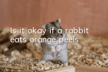 Is it okay if a rabbit eats orange peels?