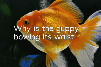 Why is the guppy bowing its waist?