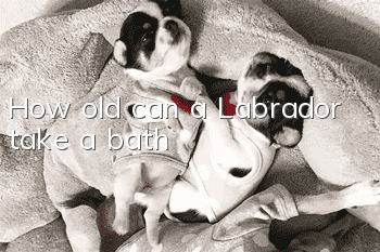 How old can a Labrador take a bath?