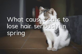 What causes cats to lose hair seriously in spring?