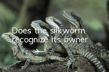 Does the silkworm recognize its owner?