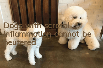 Dogs with scrotal inflammation cannot be neutered