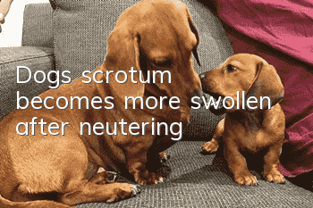 Dog's scrotum becomes more swollen after neutering