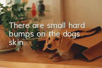 There are small hard bumps on the dog’s skin