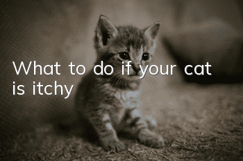 What to do if your cat is itchy