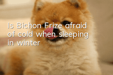 Is Bichon Frize afraid of cold when sleeping in winter?