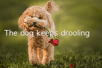 The dog keeps drooling