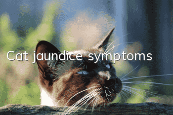 Cat jaundice symptoms