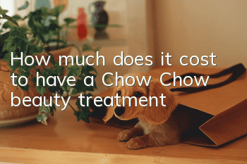 How much does it cost to have a Chow Chow beauty treatment?