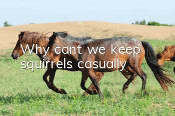Why can’t we keep squirrels casually?