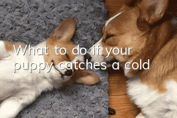 What to do if your puppy catches a cold