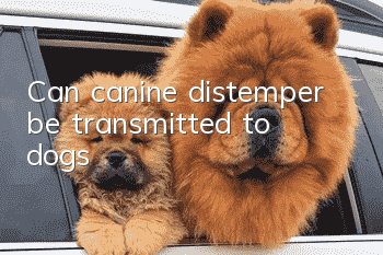 Can canine distemper be transmitted to dogs?