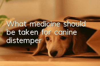 What medicine should be taken for canine distemper?