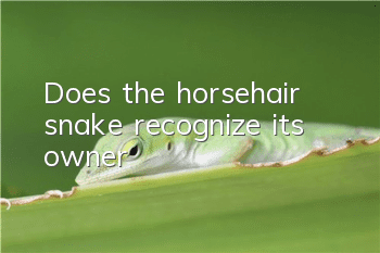 Does the horsehair snake recognize its owner?