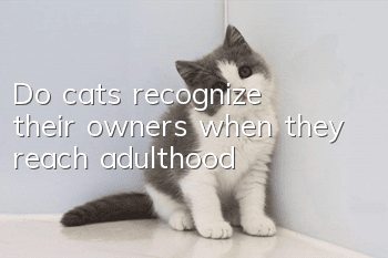 Do cats recognize their owners when they reach adulthood?