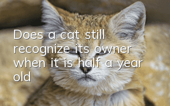 Does a cat still recognize its owner when it is half a year old?