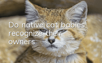 Do native cat babies recognize their owners?